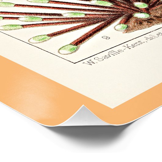 Great Barrier Reef van Australië Anemones Perfect Poster (Hoek)