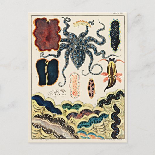 Great Barrier Reef van Australië Briefkaart (Voorkant)