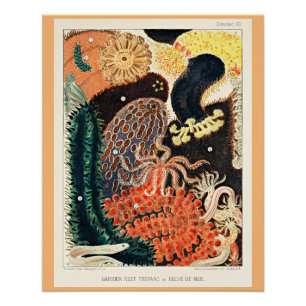 Great Barrier Reef van Australië, Trepang, Perfect Poster