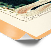 Great Barrier Reef van Australië, Trepang, Perfect Poster (Hoek)