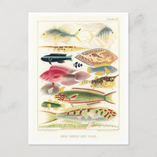 Great Barrier Reef Vis Briefkaart