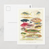 Great Barrier Reef Vis  Briefkaart (Voorkant / Achterkant)