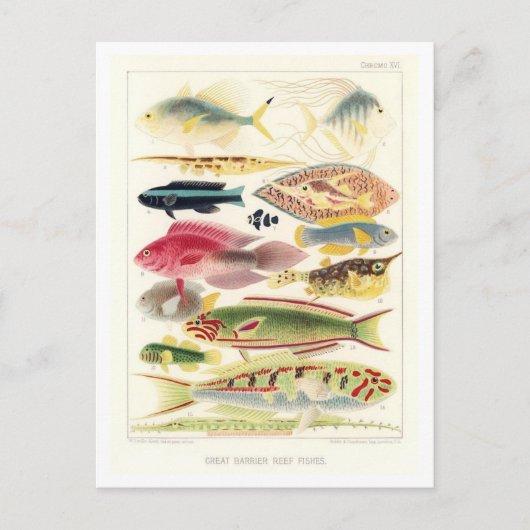 Great Barrier Reef Vis  Briefkaart (Voorkant)