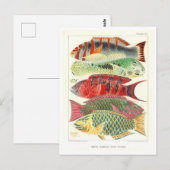 Great Barrier Reef Vis  Briefkaart (Voorkant / Achterkant)