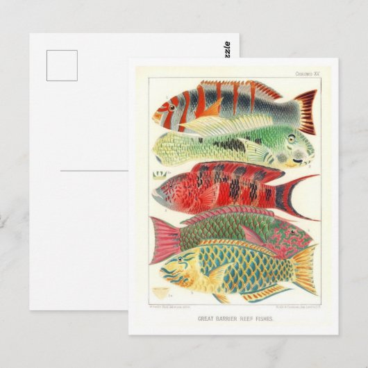 Great Barrier Reef Vis  Briefkaart (Voorkant / Achterkant)