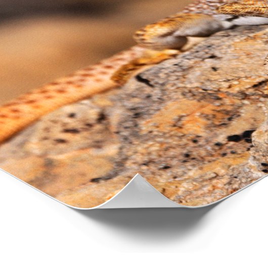 Great Basin Collared Lizard Poster (Hoek)