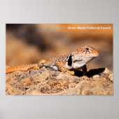 Great Basin Collared Lizard Poster (Voorkant)
