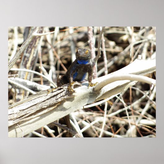 Great Basin Fence Hagedis bij Joshua Tree Poster (Voorkant)