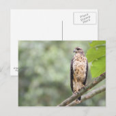 Great Black Hawk Briefkaart (Voorkant / Achterkant)