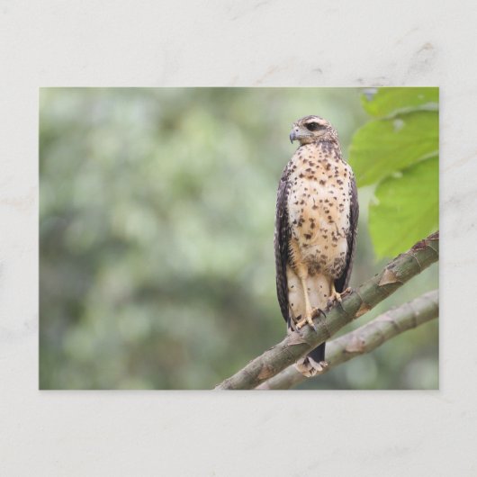 Great Black Hawk Briefkaart (Voorkant)