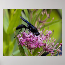 Great Black Wasp