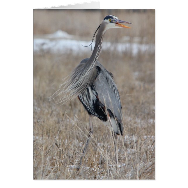 Great Blue Heron (Voorkant)