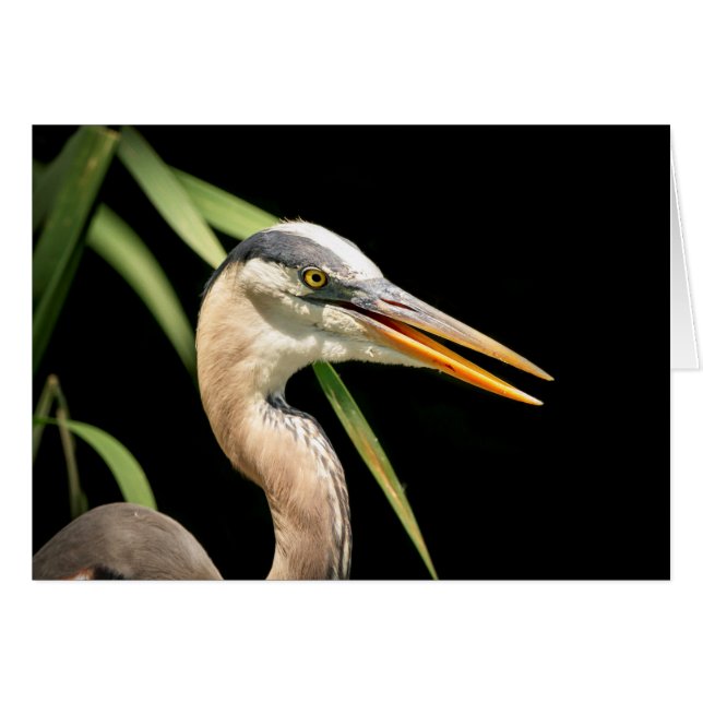 Great Blue Heron (Voorkant Horizontaal)