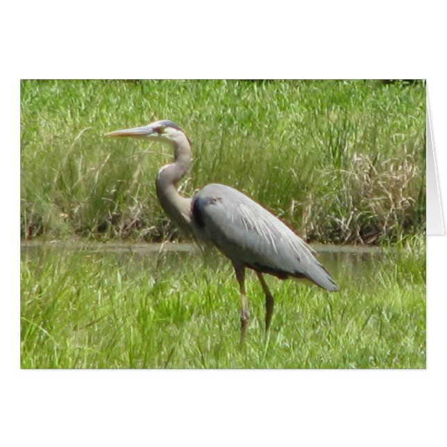 Great Blue Heron (Voorkant Horizontaal)