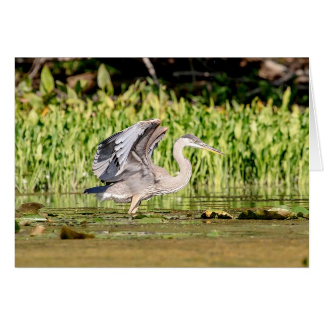 Great Blue Heron (Voorkant Horizontaal)