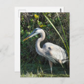 "Great Blue Heron 1." Briefkaart (Voorkant / Achterkant)