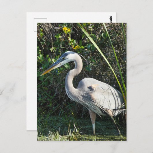 "Great Blue Heron 1." Briefkaart (Voorkant / Achterkant)