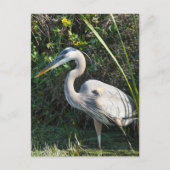 "Great Blue Heron 1." Briefkaart (Voorkant)