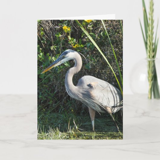 "Great Blue Heron 1." Wenskaart Kaart (Voorkant)