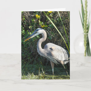 "Great Blue Heron 1." Wenskaart Kaart