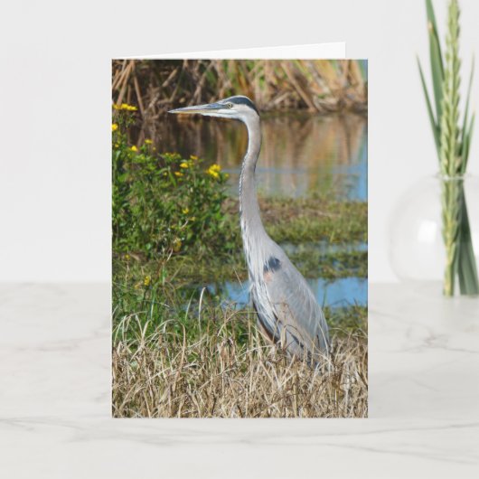 "Great Blue Heron 2." Wenskaart Kaart (Voorkant)