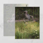 Great Blue Heron 8917 Briefkaart (Voorkant / Achterkant)