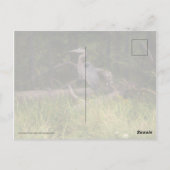 Great Blue Heron 8917 Briefkaart (Achterkant)