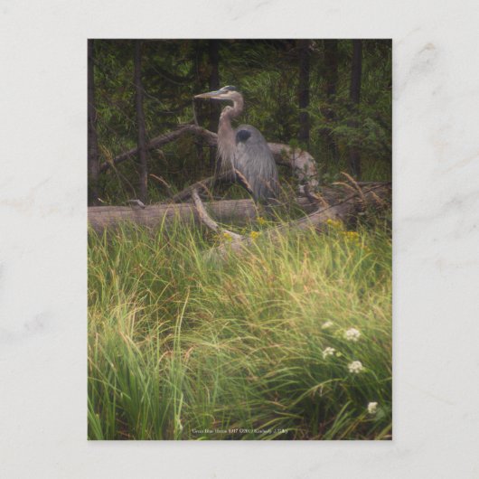 Great Blue Heron 8917 Briefkaart (Voorkant)