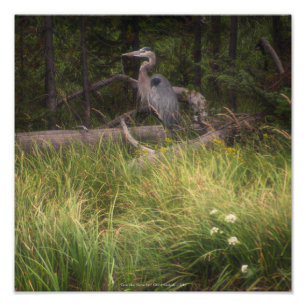 Great Blue Heron 8917 Foto Afdruk