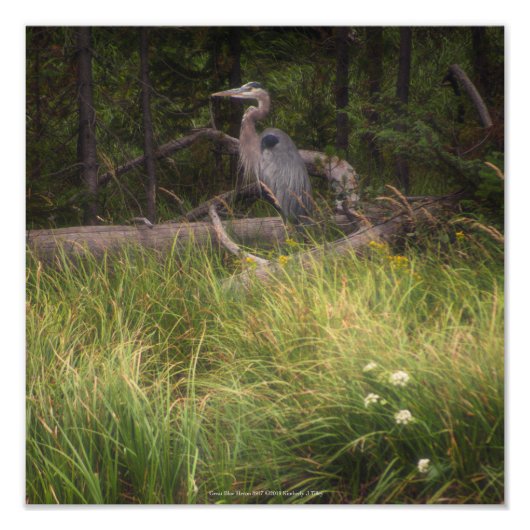 Great Blue Heron 8917 Foto Afdruk (Voorkant)