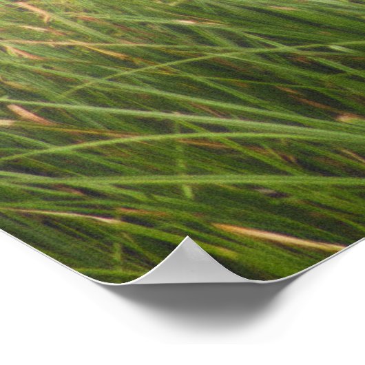 Great Blue Heron 8917 Poster (Hoek)