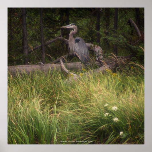 Great Blue Heron 8917 Poster (Voorkant)