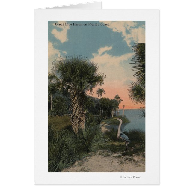 Great Blue Heron aan de kust van Florida (Voorkant)