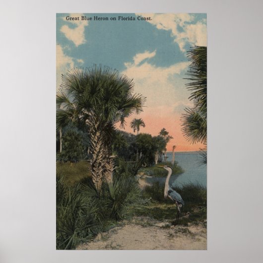 Great Blue Heron aan de kust van Florida Poster (Voorkant)