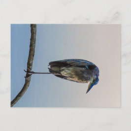 Great Blue Heron, Antrim Lake, Columbus, Ohio Briefkaart