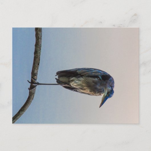 Great Blue Heron, Antrim Lake, Columbus, Ohio Briefkaart (Voorkant)