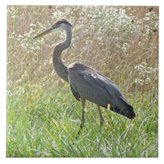 Great Blue Heron - Ardea herodias - #2 Tegeltje (Voorkant)