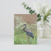 Great Blue Heron - Ardea herodias Briefkaart (Staand voorkant)