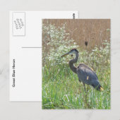 Great Blue Heron - Ardea herodias Briefkaart (Voorkant / Achterkant)