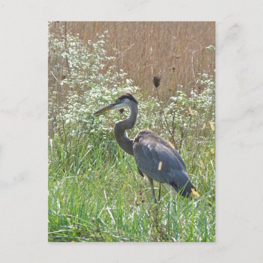 Great Blue Heron - Ardea herodias Briefkaart (Voorkant)