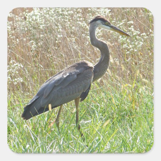Great Blue Heron - Ardea herodias Vierkante Sticker (Voorkant)