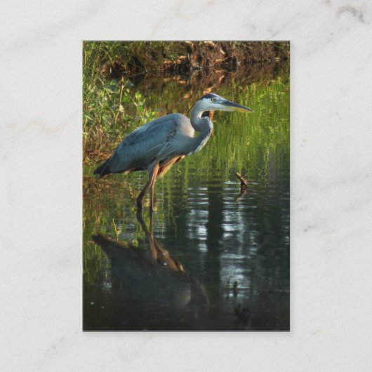 Great Blue Heron ATC-fotokaart 2 Visitekaartje (Voorkant)
