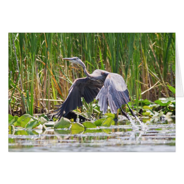Great Blue Heron begint op (Voorkant Horizontaal)