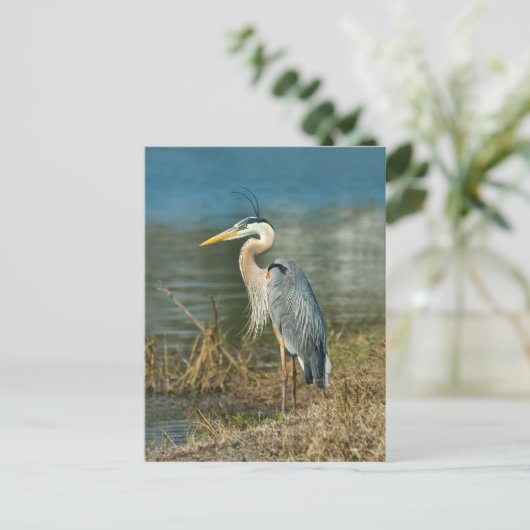 Great Blue Heron Bird Briefkaart (Staand voorkant)
