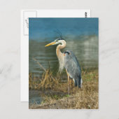 Great Blue Heron Bird Briefkaart (Voorkant / Achterkant)