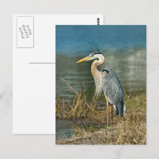 Great Blue Heron Bird Briefkaart (Voorkant / Achterkant)