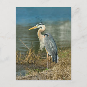 Great Blue Heron Bird Briefkaart