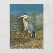 Great Blue Heron Bird Briefkaart (Voorkant)