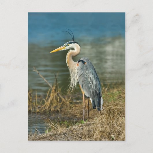 Great Blue Heron Bird Briefkaart (Voorkant)