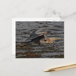 Great Blue Heron Bird in Flight Briefkaart